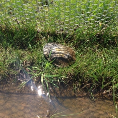 Chelodina longicollis (Eastern Long-necked Turtle) at Gungahlin, ACT - 17 Oct 2016 by lhowell