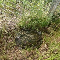 Chelodina longicollis (Eastern Long-necked Turtle) at Gungahlin, ACT - 17 Oct 2016 by lhowell