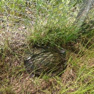 Chelodina longicollis at Gungahlin, ACT - 17 Oct 2016