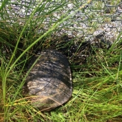 Chelodina longicollis (Eastern Long-necked Turtle) at Mulligans Flat - 17 Oct 2016 by lhowell