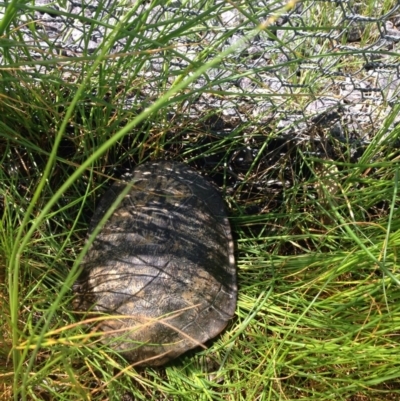 Chelodina longicollis (Eastern Long-necked Turtle) at Gungahlin, ACT - 17 Oct 2016 by lhowell