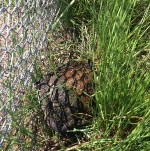 Chelodina longicollis at Gungahlin, ACT - 17 Oct 2016