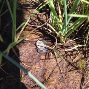 Chelodina longicollis at Gungahlin, ACT - 17 Oct 2016