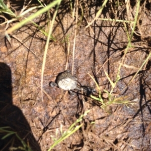 Chelodina longicollis at Gungahlin, ACT - 17 Oct 2016