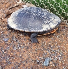 Chelodina longicollis (Eastern Long-necked Turtle) at Mulligans Flat - 17 Oct 2016 by lhowell