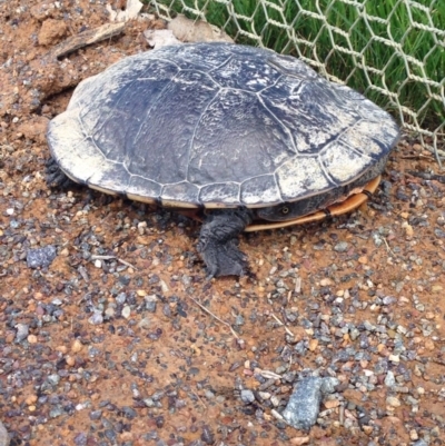 Chelodina longicollis (Eastern Long-necked Turtle) at Mulligans Flat - 17 Oct 2016 by lhowell