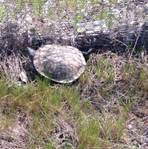 Chelodina longicollis at Gungahlin, ACT - 17 Oct 2016