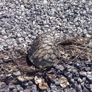 Chelodina longicollis at Gungahlin, ACT - 17 Oct 2016 02:38 PM