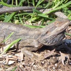 Pogona barbata (Eastern Bearded Dragon) at Ainslie, ACT - 15 Oct 2016 by Fefifofum