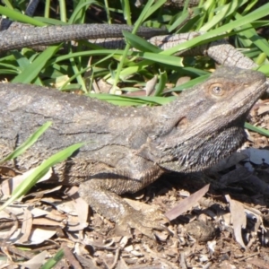 Pogona barbata at Ainslie, ACT - 16 Oct 2016