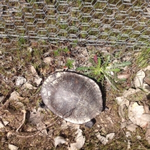 Chelodina longicollis at Gungahlin, ACT - 17 Oct 2016 02:57 PM