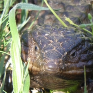 Tiliqua rugosa at Ainslie, ACT - 16 Oct 2016 08:26 AM