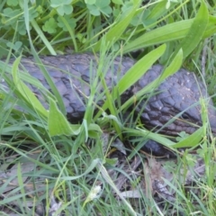 Tiliqua rugosa at Ainslie, ACT - 16 Oct 2016 08:26 AM