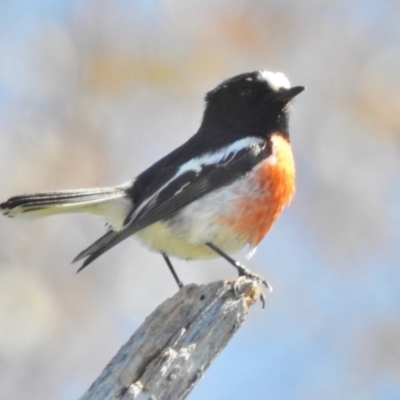 Petroica boodang (Scarlet Robin) at Stromlo, ACT - 15 Oct 2016 by JohnBundock