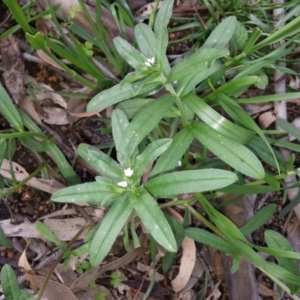 Buglossoides arvensis at Hackett, ACT - 16 Oct 2016