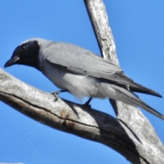 Coracina novaehollandiae (Black-faced Cuckooshrike) at Stromlo, ACT - 15 Oct 2016 by JohnBundock