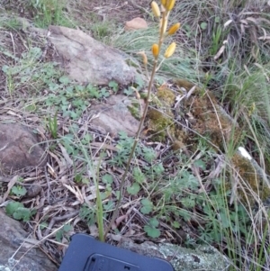 Bulbine sp. at Canberra Central, ACT - 3 Oct 2016 07:03 PM