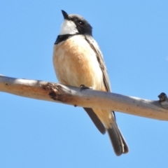 Pachycephala rufiventris (Rufous Whistler) at Stromlo, ACT - 15 Oct 2016 by JohnBundock