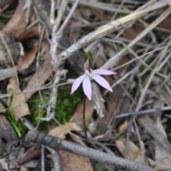 Caladenia fuscata (Dusky Fingers) at Point 4010 - 25 Sep 2016 by catherine.gilbert