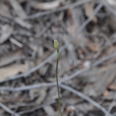 Glossodia major (Wax Lip Orchid) at Aranda Bushland - 25 Sep 2016 by catherine.gilbert