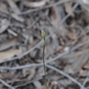 Glossodia major at Undefined Area - suppressed