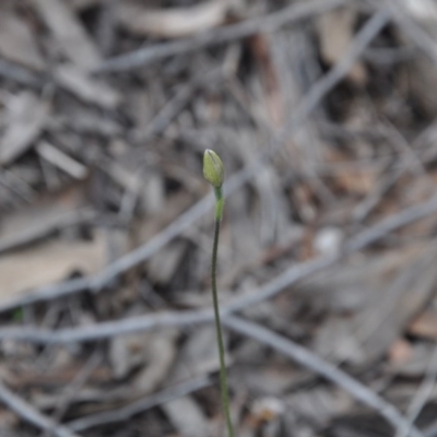 Glossodia major (Wax Lip Orchid) at Point 4010 - 25 Sep 2016 by catherine.gilbert