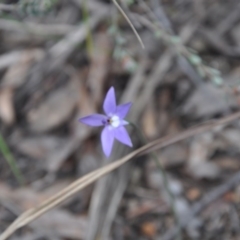 Glossodia major (Wax Lip Orchid) at Aranda, ACT - 25 Sep 2016 by catherine.gilbert