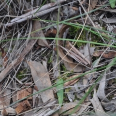 Glossodia major (Wax Lip Orchid) at Aranda, ACT - 25 Sep 2016 by catherine.gilbert