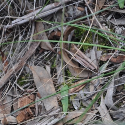 Glossodia major (Wax Lip Orchid) at Aranda Bushland - 25 Sep 2016 by catherine.gilbert