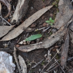 Glossodia major (Wax Lip Orchid) at Point 4010 - 25 Sep 2016 by catherine.gilbert