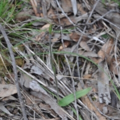 Glossodia major (Wax Lip Orchid) at Point 4010 - 25 Sep 2016 by catherine.gilbert