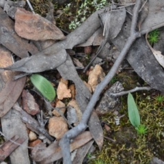 Glossodia major (Wax Lip Orchid) at Aranda Bushland - 25 Sep 2016 by catherine.gilbert