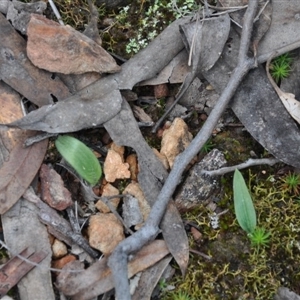 Glossodia major at Point 4010 - suppressed