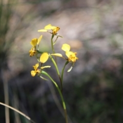 Diuris nigromontana (Black Mountain Leopard Orchid) at Black Mountain - 16 Oct 2016 by ibaird