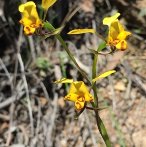 Diuris nigromontana at Undefined Area - suppressed