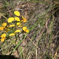 Diuris nigromontana at Undefined Area - suppressed