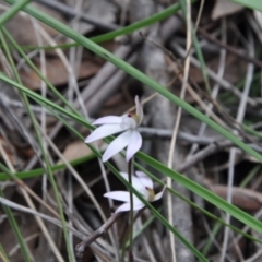 Caladenia fuscata (Dusky Fingers) at Aranda Bushland - 25 Sep 2016 by catherine.gilbert