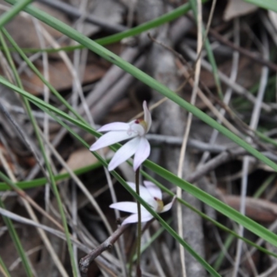 Caladenia fuscata (Dusky Fingers) at Aranda, ACT - 25 Sep 2016 by catherine.gilbert