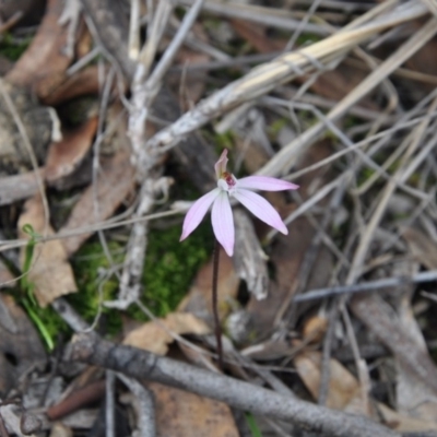 Caladenia fuscata (Dusky Fingers) at Point 4010 - 25 Sep 2016 by catherine.gilbert