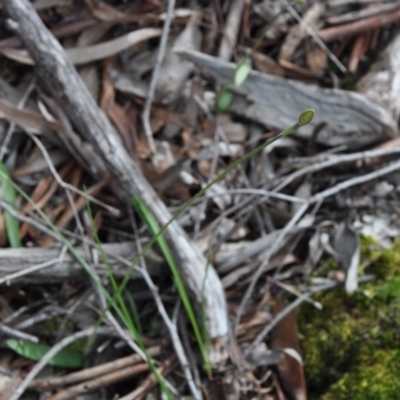 Glossodia major (Wax Lip Orchid) at Aranda Bushland - 25 Sep 2016 by catherine.gilbert