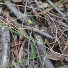 Glossodia major (Wax Lip Orchid) at Point 4010 - 25 Sep 2016 by catherine.gilbert