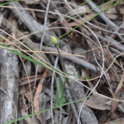 Glossodia major (Wax Lip Orchid) at Point 4010 - 25 Sep 2016 by catherine.gilbert