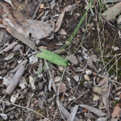 Glossodia major (Wax Lip Orchid) at Aranda, ACT - 25 Sep 2016 by catherine.gilbert