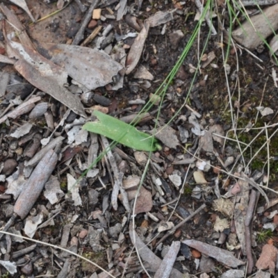 Glossodia major (Wax Lip Orchid) at Aranda Bushland - 25 Sep 2016 by catherine.gilbert