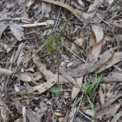 Glossodia major (Wax Lip Orchid) at Aranda, ACT - 25 Sep 2016 by catherine.gilbert