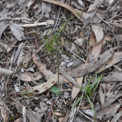 Glossodia major (Wax Lip Orchid) at Point 4010 - 25 Sep 2016 by catherine.gilbert