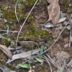 Glossodia major (Wax Lip Orchid) at Point 4010 - 25 Sep 2016 by catherine.gilbert