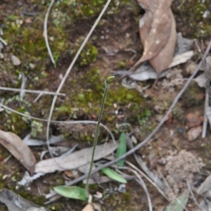 Glossodia major at Point 4010 - suppressed