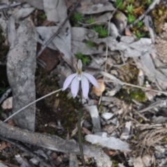 Caladenia fuscata (Dusky Fingers) at Point 4010 - 25 Sep 2016 by catherine.gilbert