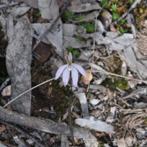 Caladenia fuscata at Point 4010 - 25 Sep 2016